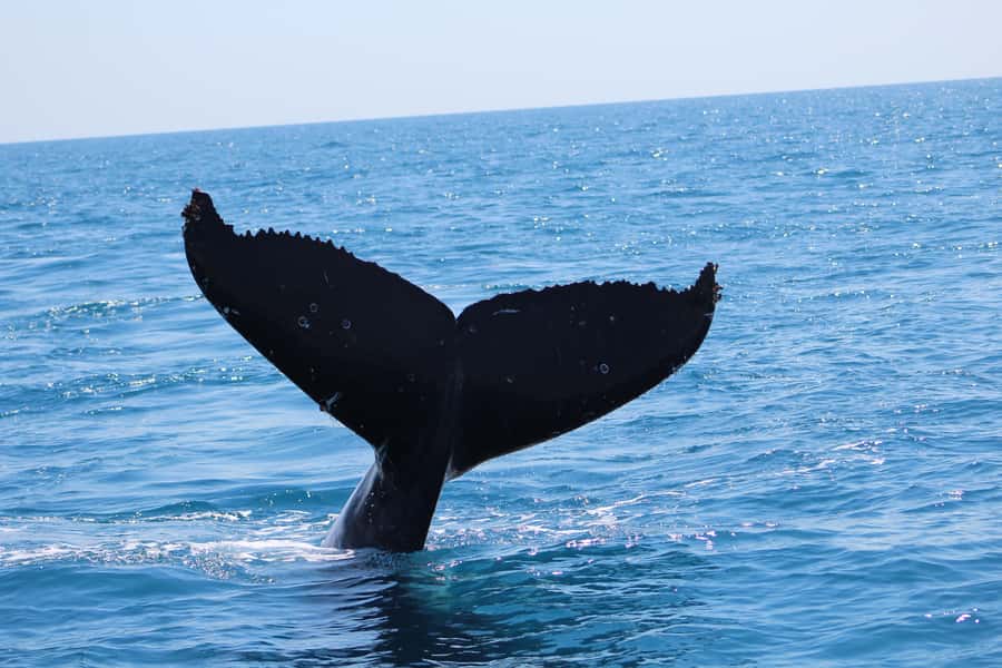 Hervey Bay: Ultimate Whale Watching Experience - Snacks, shade, and comfort on a three-hour trip