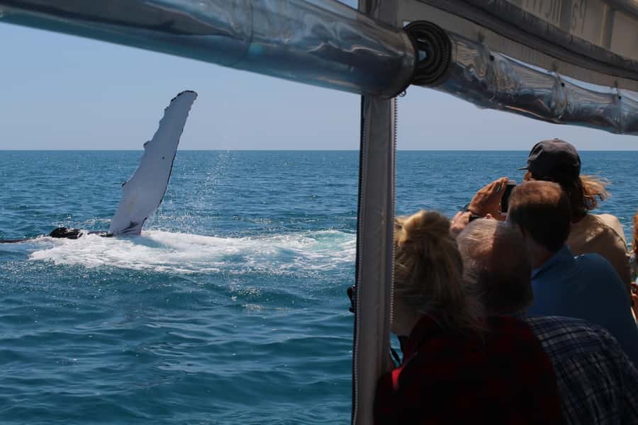 Hervey Bay: Ultimate Whale Watching Experience - Is $84 good value?