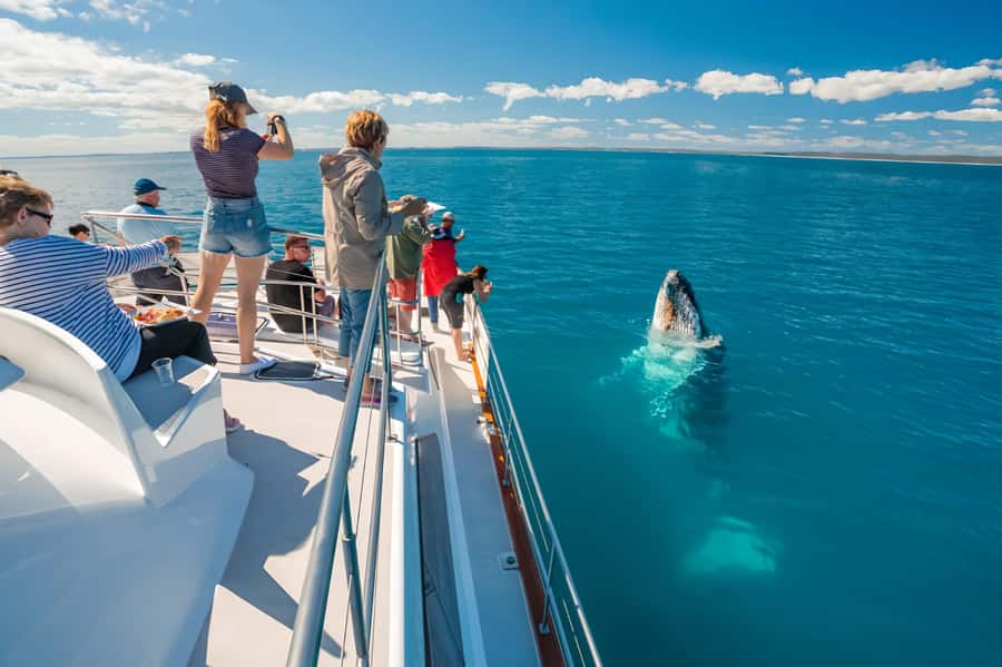 Hervey Bay Whale Odyssey Cruise - The main event, humpbacks in their holiday bay