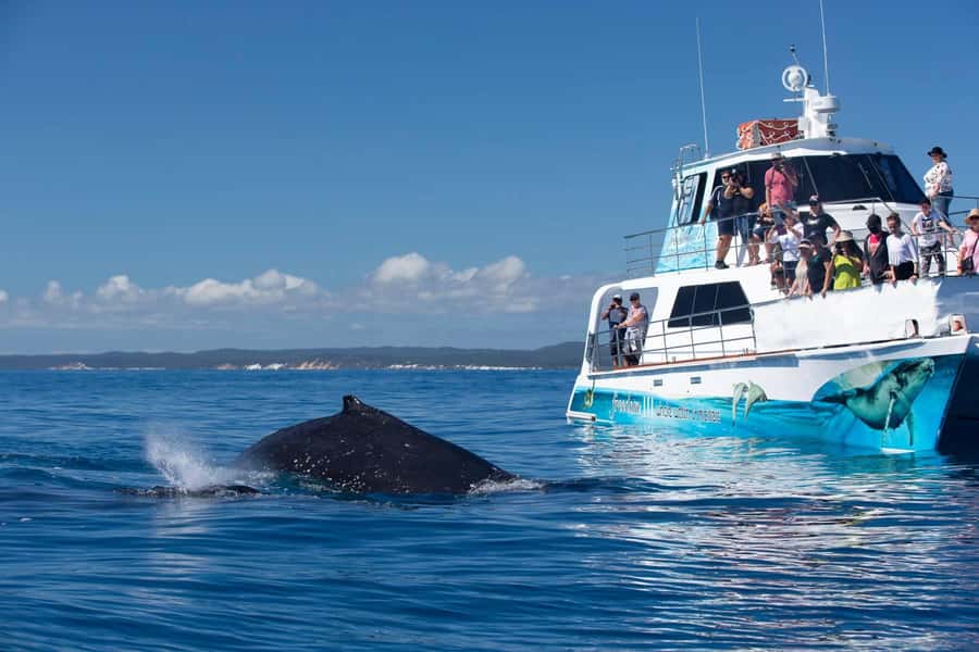 Hervey Bay Whale Odyssey Cruise - The return journey is part of the experience