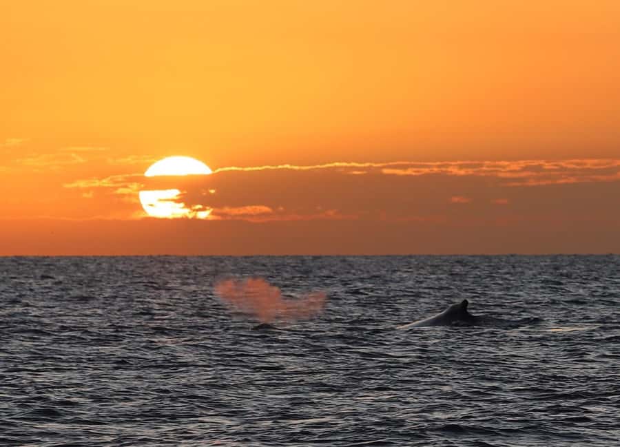 Hervey Bay Whale Odyssey Cruise - What the $138 price really covers