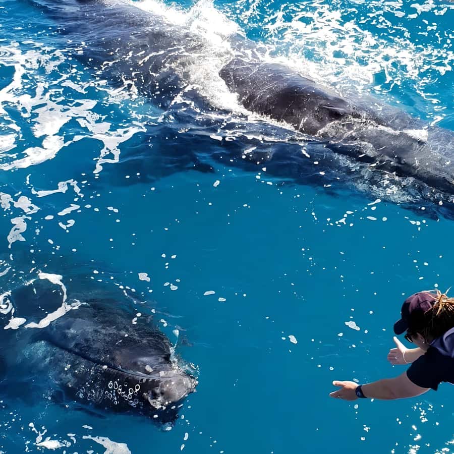 Hervey Bay Whale Odyssey Cruise - Choosing the best time in the whale season