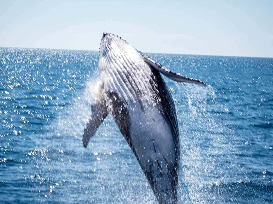 Hervey Bay Whale Odyssey Cruise - Who will enjoy Freedom most