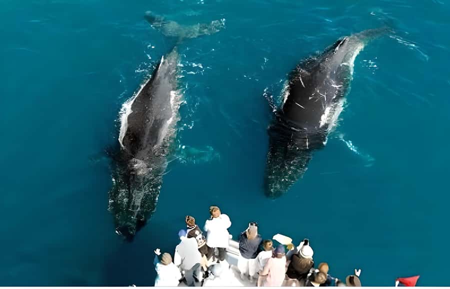 Hervey Bay Whale Odyssey Cruise - Morning tea arrives before the whales take over