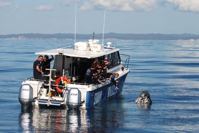 Hervey Bay Whale Swim and Watch - When you enter the water with the whales