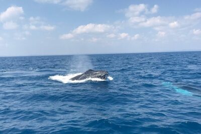 Hervey Bay Whale Swim and Watch
