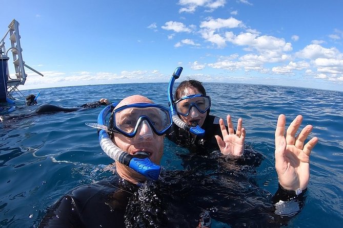Hervey Bay Whale Swim and Watch - The wetsuits and gear make a real difference