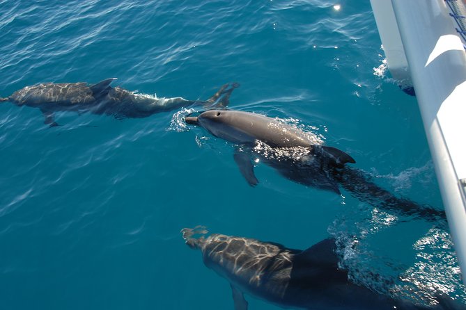 Hervey Bay Whale Swim and Watch - How the crew shapes the day