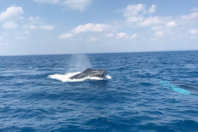 Hervey Bay Whale Swim and Watch - Watching humpbacks from the boat