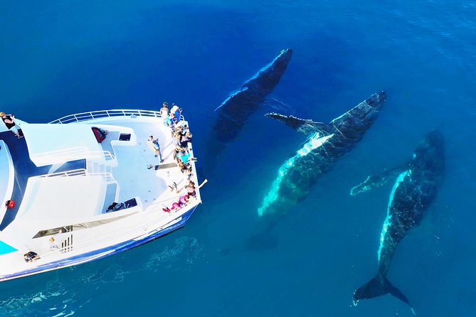 Hervey Bay Whale Watching Cruise - Key points at a glance