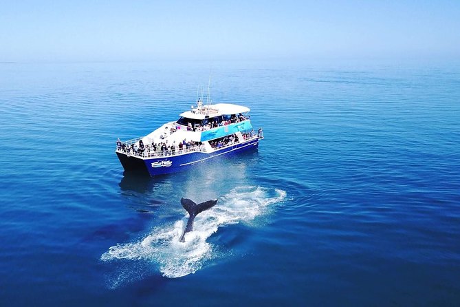 Hervey Bay Whale Watching Cruise - Setting out from Great Sandy Straits Marina