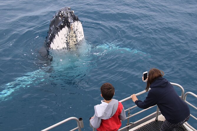 Hervey Bay Whale Watching Cruise - Commentary that adds real value