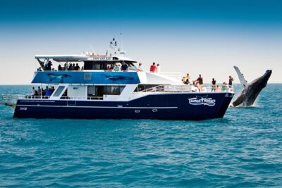 Hervey Bay Whale Watching Cruise