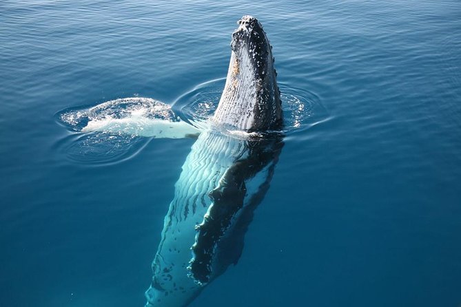 Hervey Bay Whale Watching Cruise - Tea, snacks, and the return journey