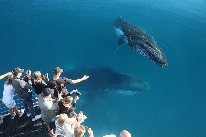 Hervey Bay Whale Watching Cruise - Why this works well for families