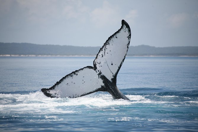 Hervey Bay Whale Watching Cruise - Weather, motion, and comfort
