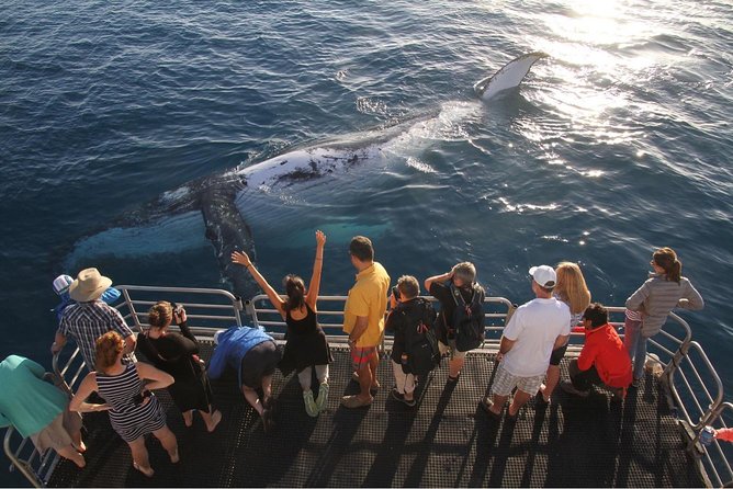 Hervey Bay Whale Watching Cruise - What the listed route means