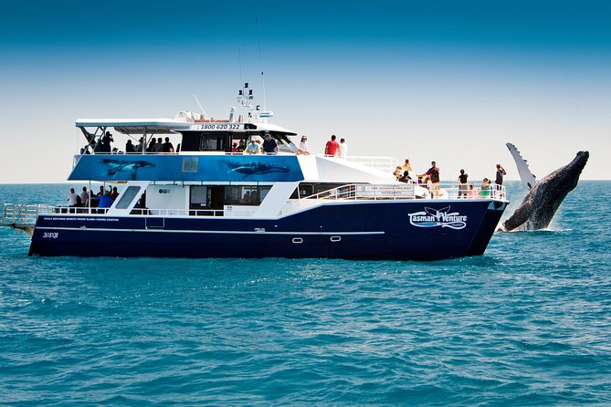 Hervey Bay Whale Watching Cruise - The boat’s three useful viewing options