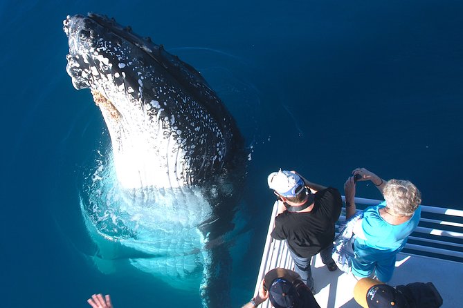 Hervey Bay Whale Watching Experience - Why Hervey Bay is such a strong whale-watching base
