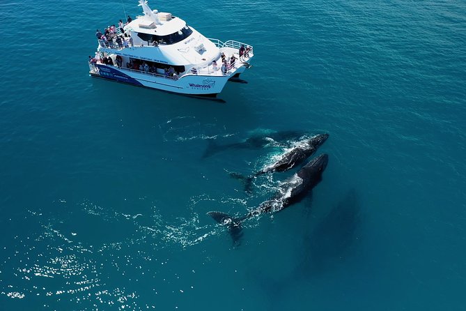 Hervey Bay Whale Watching Experience - Watching humpbacks in Platypus Bay