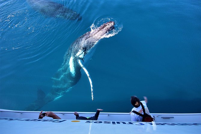 Hervey Bay Whale Watching Experience - The west coast of K’gari adds an island view