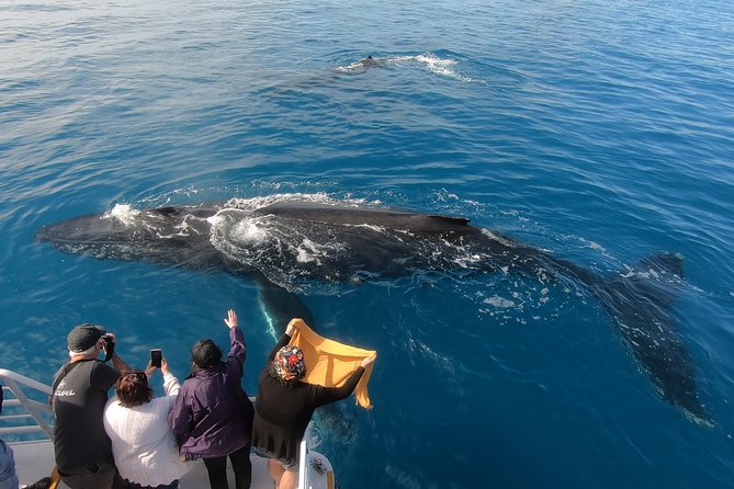 Hervey Bay Whale Watching Experience - Who will enjoy this cruise most?