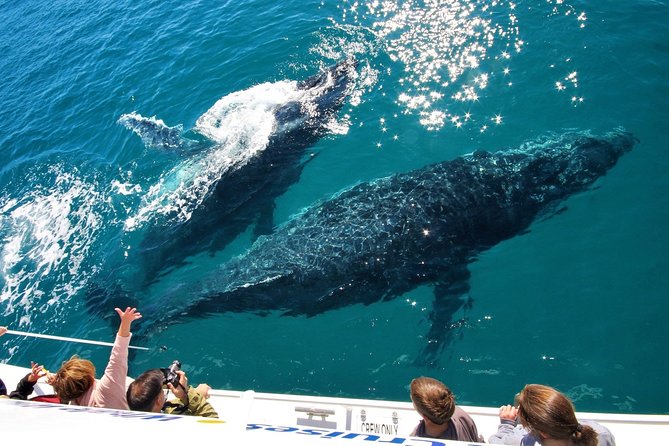 Hervey Bay Whale Watching Experience - Leaving Great Sandy Straits Marina