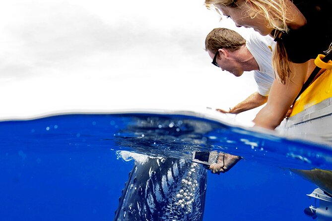 HIGH QUALITY Whale Watch Adventure Aboard Luxury Super Raft - Why this raft gives you a better whale view