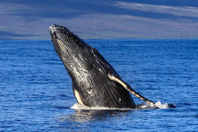 HIGH QUALITY Whale Watch Adventure Aboard Luxury Super Raft - What the whale watching can look like