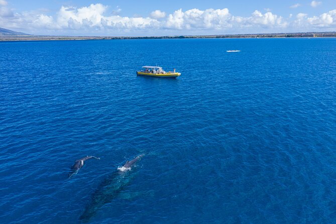 HIGH QUALITY Whale Watch Adventure Aboard Luxury Super Raft - Drinks, seating, and the practical comfort level
