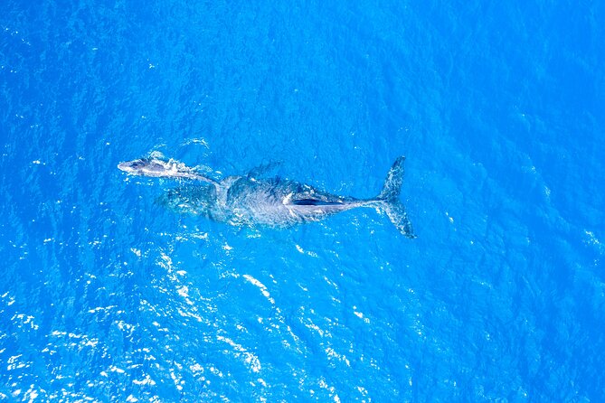 HIGH QUALITY Whale Watch Adventure Aboard Luxury Super Raft - Is $95 a fair price for 1 hour and 45 minutes?