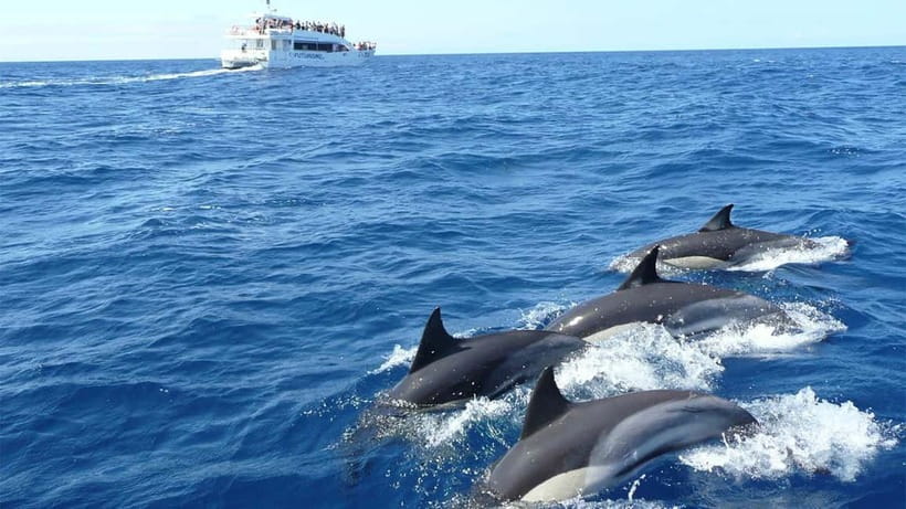 Hikkaduwa/Galle/Ahangama: Whale Watching Tour in Mirissa - Key points before you book