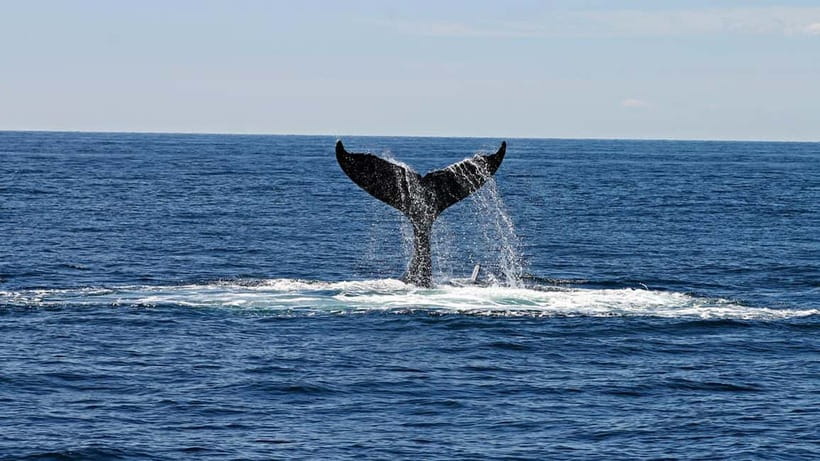 Hikkaduwa/Galle/Ahangama: Whale Watching Tour in Mirissa - Leaving before sunrise for Mirissa