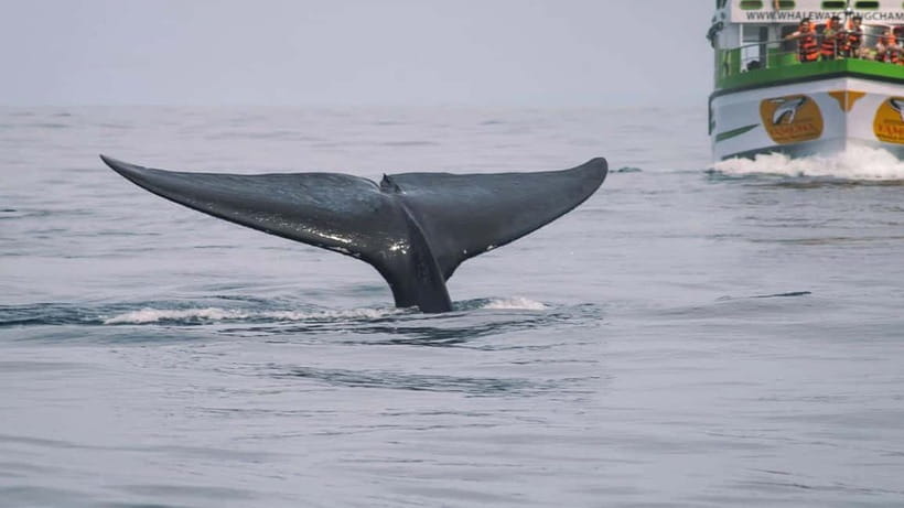 Hikkaduwa/Galle/Ahangama: Whale Watching Tour in Mirissa - Respecting whales and dolphins