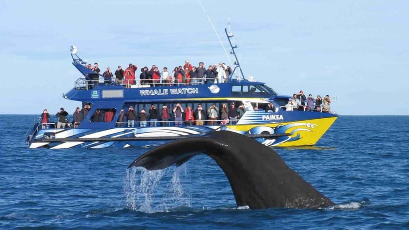 Hikkaduwa/Galle/Ahangama: Whale Watching Tour in Mirissa - Should you book it?