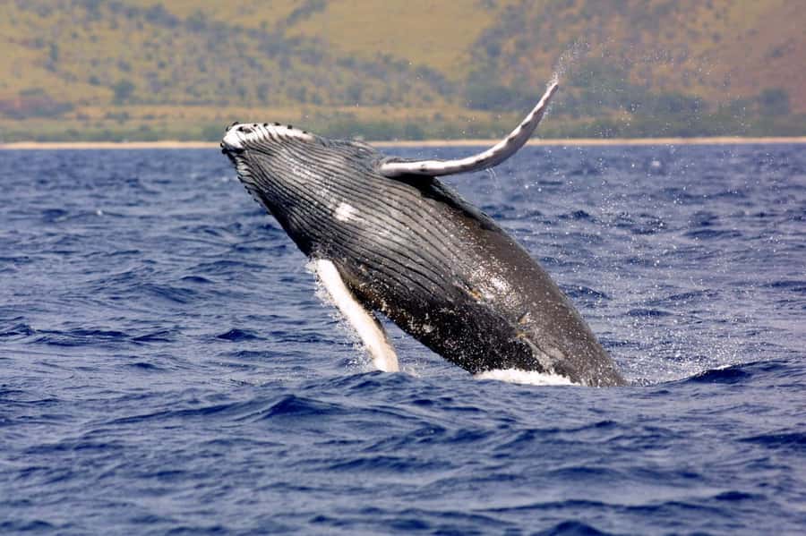 Hilo: Humpback Whale-Watching Cruise with Snacks and Drinks - Key points at a glance