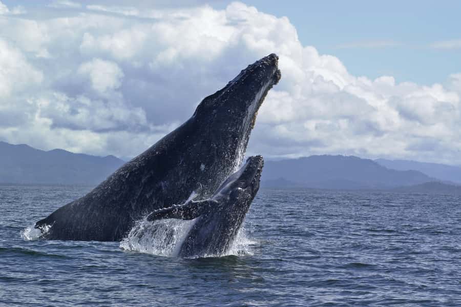 Hilo: Humpback Whale-Watching Cruise with Snacks and Drinks - What the 35-foot Scarab adds to the trip