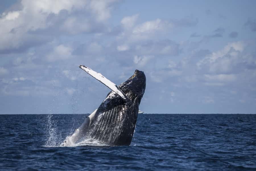 Hilo: Humpback Whale-Watching Cruise with Snacks and Drinks - Who should book this Hilo whale tour?