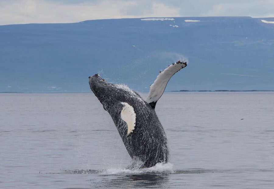 Hólmavík: Whale Watching Tour - Key points at a glance
