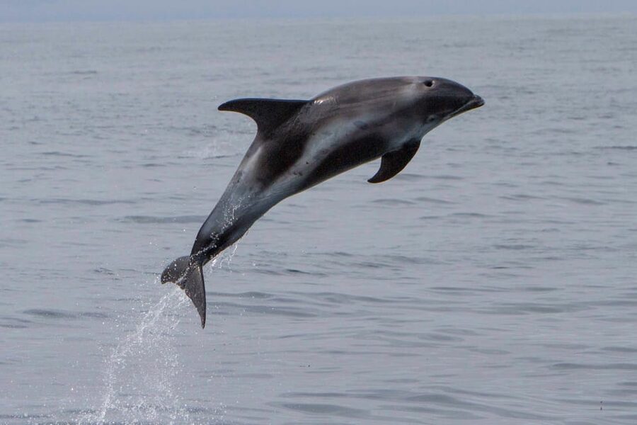 Hólmavík: Whale Watching Tour - The first minutes on the water