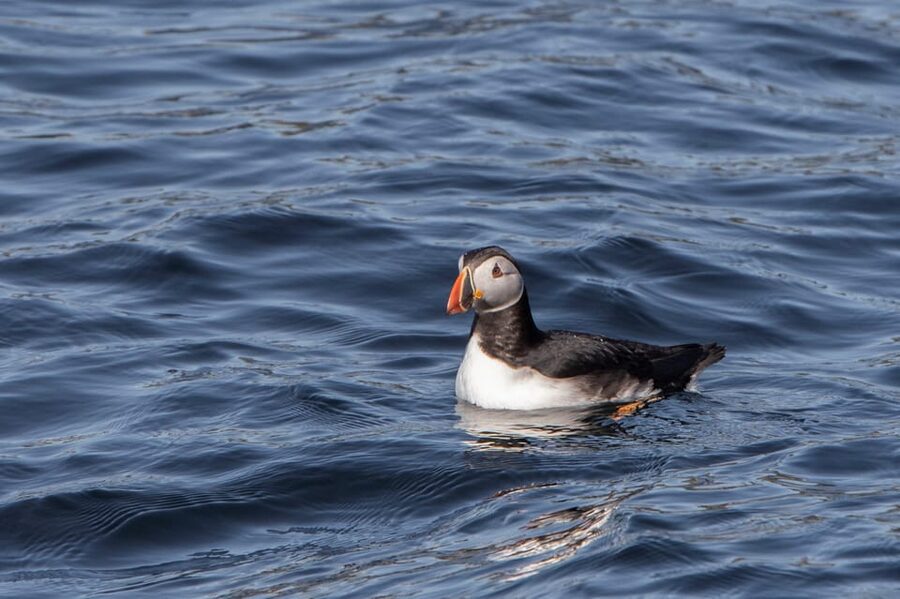 Hólmavík: Whale Watching Tour - Puffins from June through early August