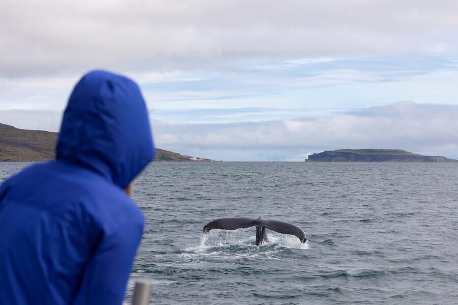 Hólmavík: Whale Watching Tour - What the guides and crew add