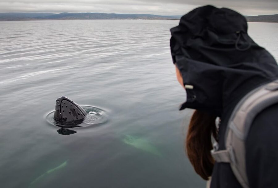 Hólmavík: Whale Watching Tour - Is $101 a fair price?