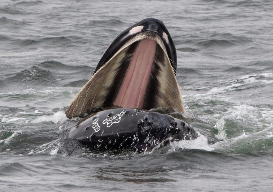 Hólmavík: Whale Watching Tour - Who should book this Hólmavík tour?