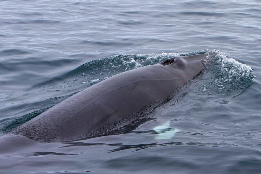 Hólmavík: Whale Watching Tour - Other whales and dolphins to watch for