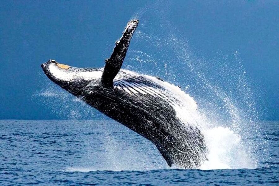 Honolulu, Oahu: Waikiki Whale Watching Cruise - Key points to know before you go