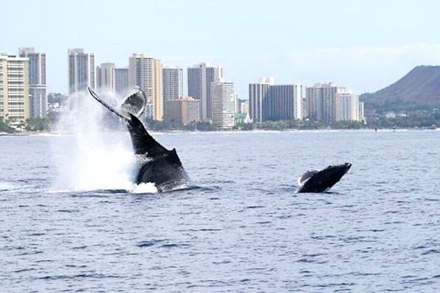 Honolulu, Oahu: Waikiki Whale Watching Cruise - Setting out from Kewalo Basin