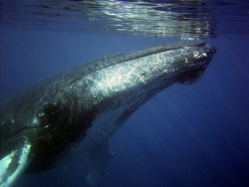 Honolulu, Oahu: Waikiki Whale Watching Cruise - The best time for humpback whales