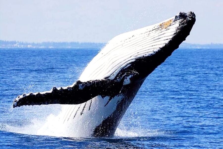 Honolulu, Oahu: Waikiki Whale Watching Cruise - Who will enjoy this cruise most