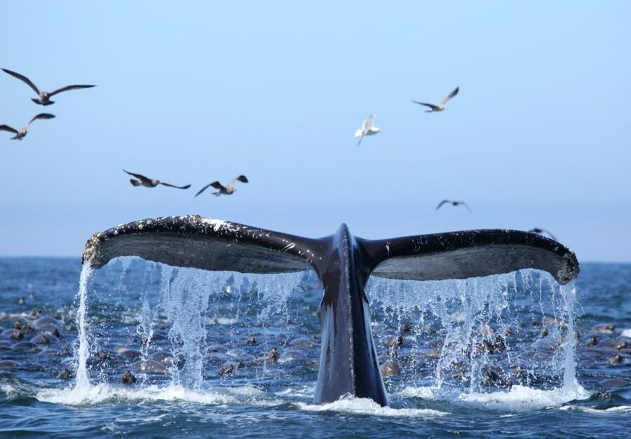 Honolulu, Oahu: Waikiki Whale Watching Cruise - What the 90-minute cruise feels like